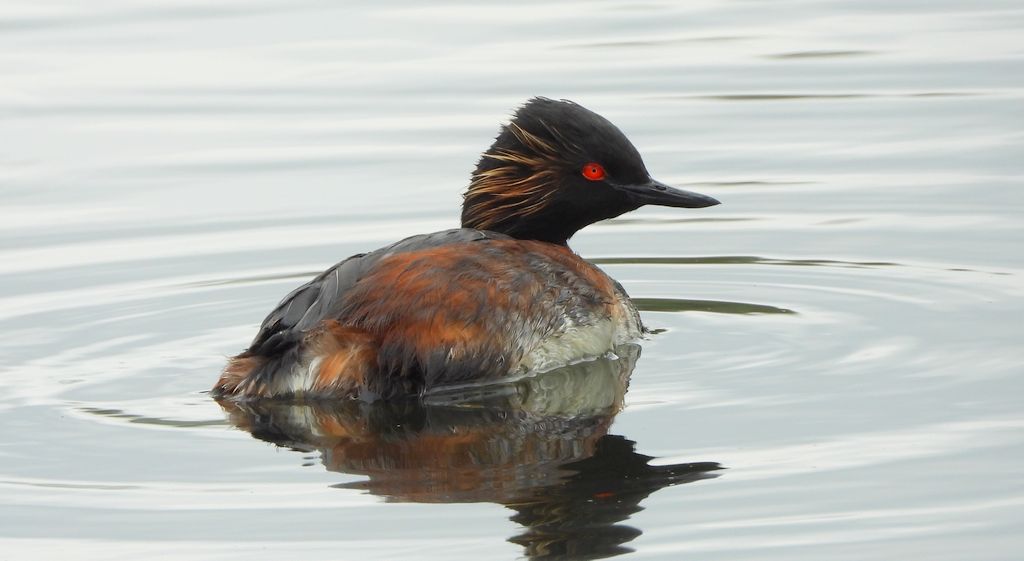 Perkoz zausznik, zausznik (Podiceps nigricollis)