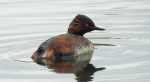 Perkoz zausznik, zausznik (Podiceps nigricollis)