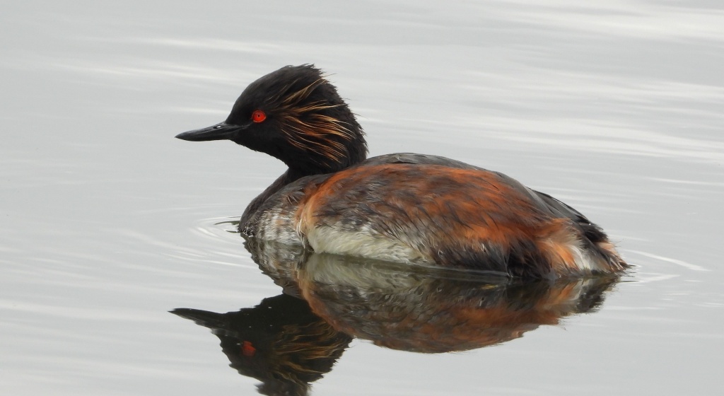 Perkoz zausznik, zausznik (Podiceps nigricollis)
