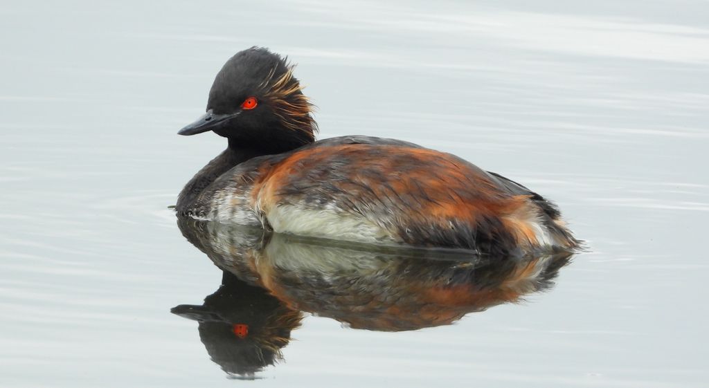 Perkoz zausznik, zausznik (Podiceps nigricollis)