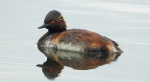 Perkoz zausznik, zausznik (Podiceps nigricollis)