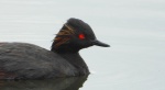 Perkoz zausznik, zausznik (Podiceps nigricollis)