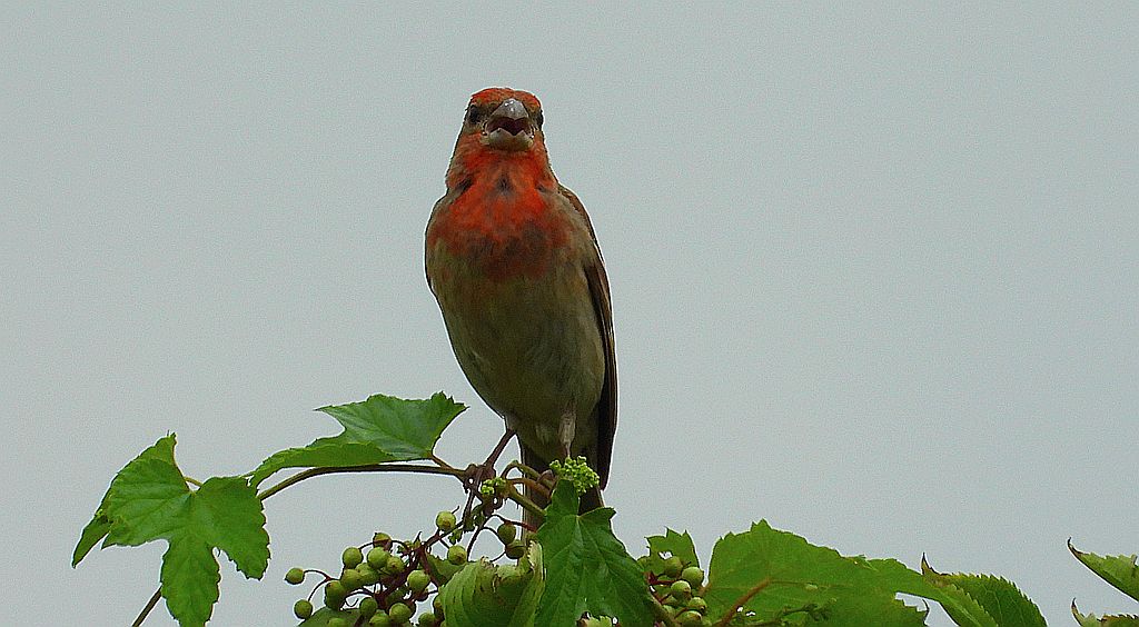 Dziwonia (Erythrina erythrina)