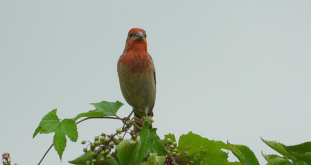 Dziwonia (Erythrina erythrina)