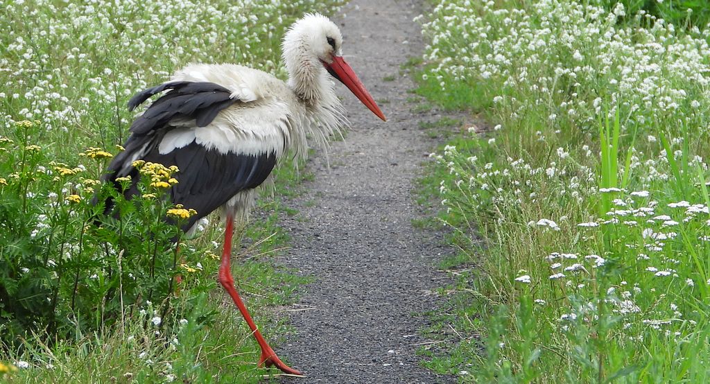 Bocian biały (Ciconia ciconia)