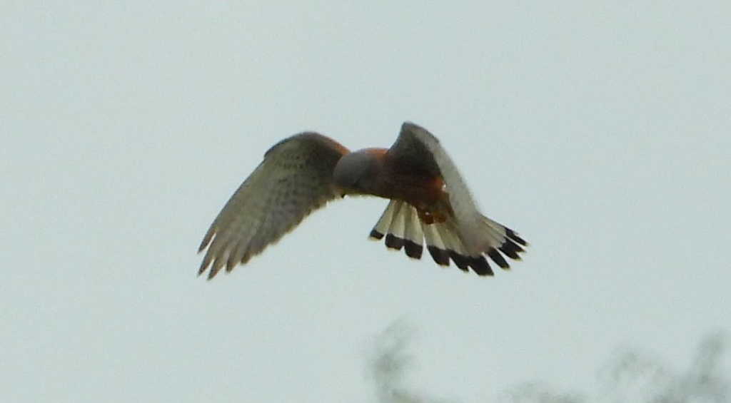 Pustułka, sokół pustułka (Falco tinnunculus)