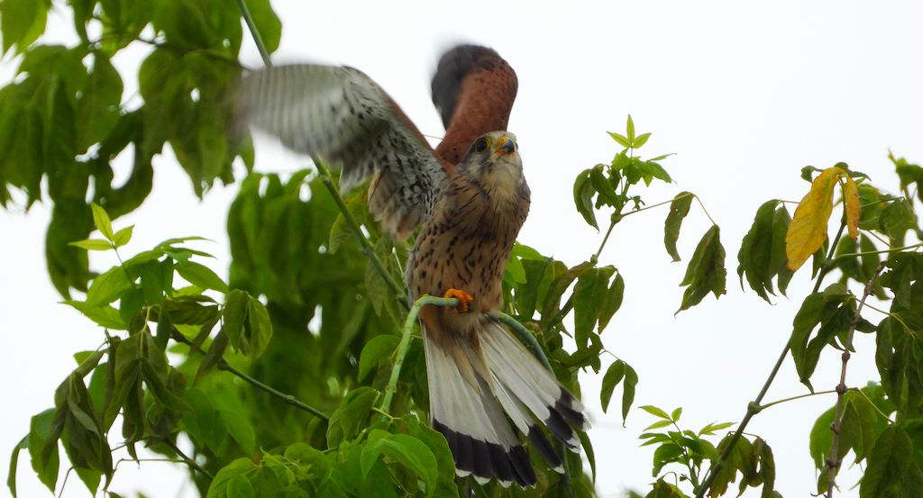 Pustułka, sokół pustułka (Falco tinnunculus)