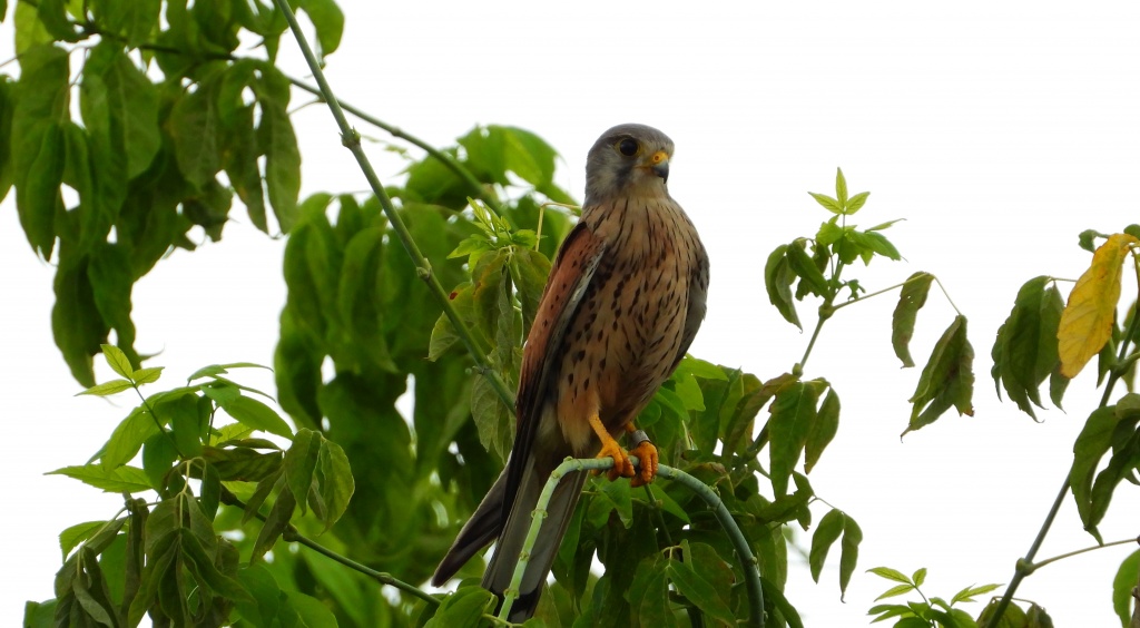 Pustułka, sokół pustułka (Falco tinnunculus)