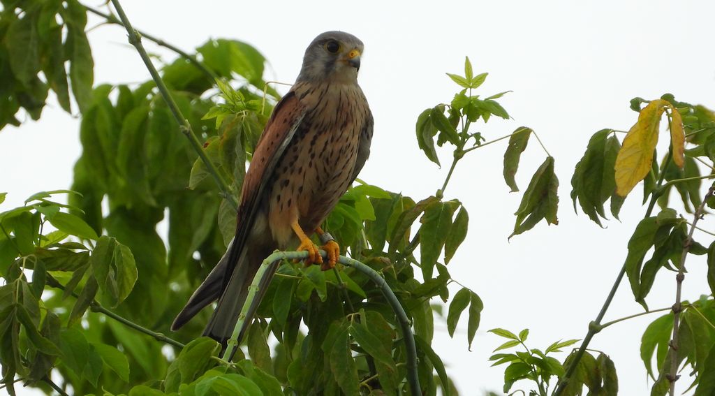 Pustułka, sokół pustułka (Falco tinnunculus)