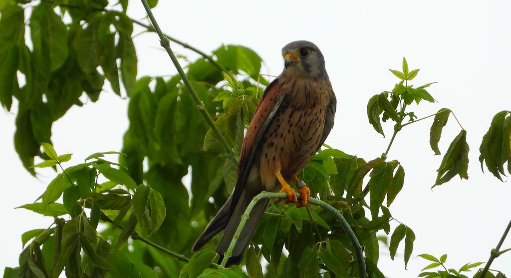Pustułka, sokół pustułka (Falco tinnunculus)