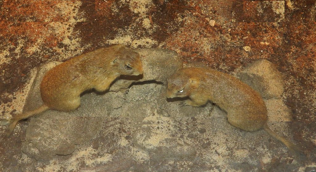 Suseł moręgowany (Spermophilus citellus)