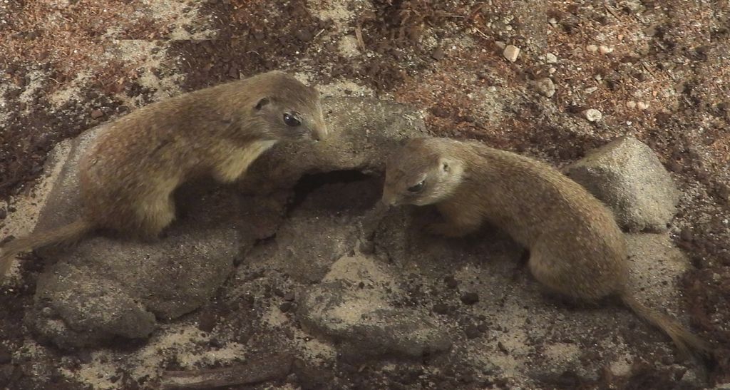 Suseł moręgowany (Spermophilus citellus)