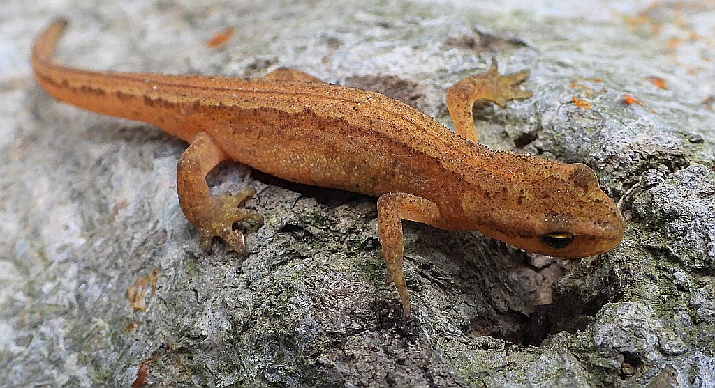 Traszka zwyczajna (Lissotriton vulgaris)