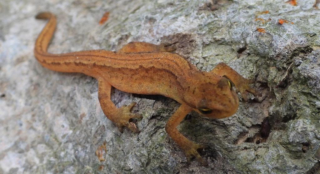 Traszka zwyczajna (Lissotriton vulgaris)