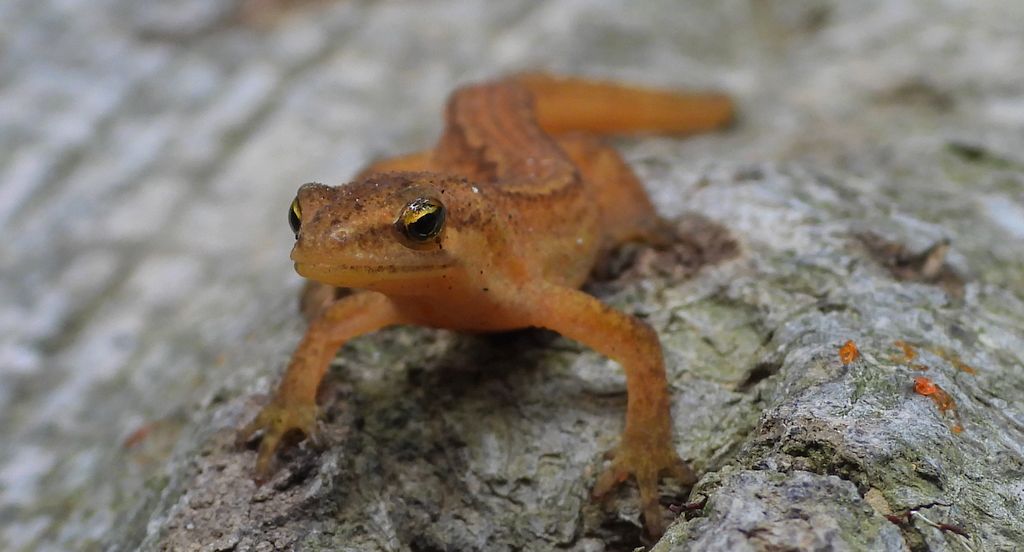 Traszka zwyczajna (Lissotriton vulgaris)