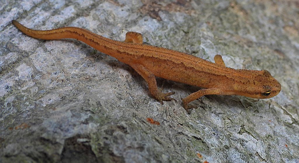 Traszka zwyczajna (Lissotriton vulgaris)