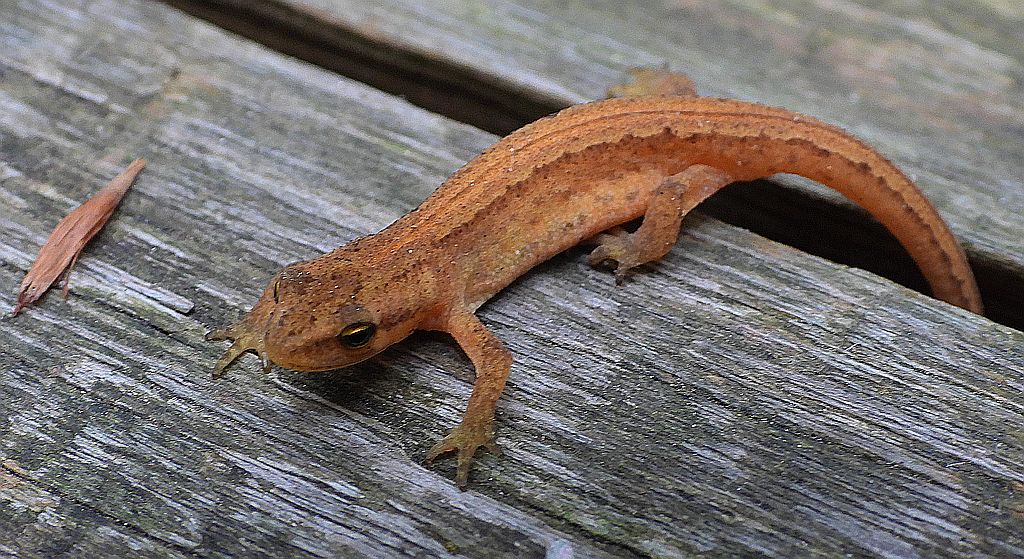 Traszka zwyczajna (Lissotriton vulgaris)