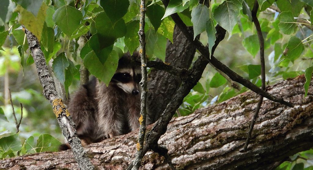Szop pracz, szop amerykański (Procyon lotor)