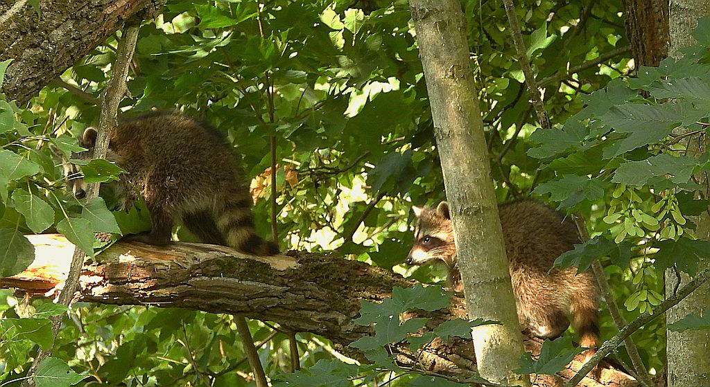 Szop pracz, szop amerykański (Procyon lotor)