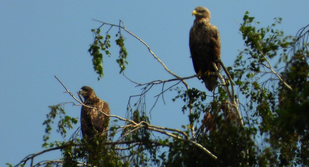 Bielik, orzeł bielik, birkut (Haliaeetus albicilla)