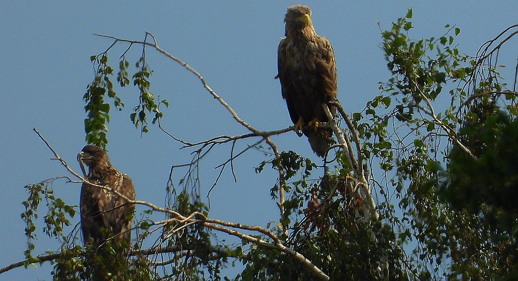 Bielik, orzeł bielik, birkut (Haliaeetus albicilla)