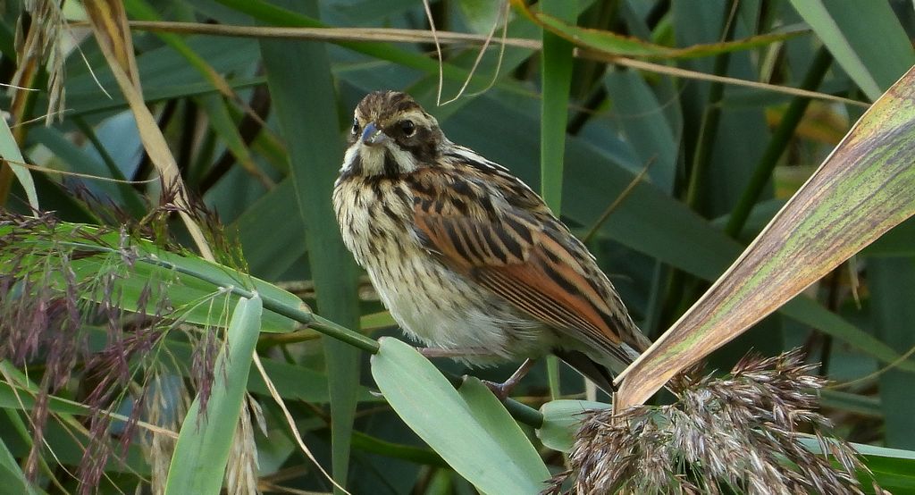Potrzos (Schoeniclus schoeniclus)