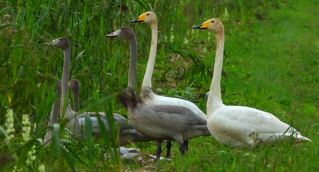Łabędź krzykliwy (Cygnus cygnus)