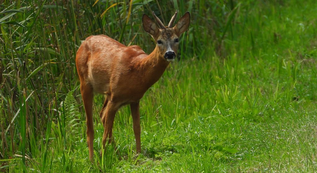 Sarna europejska, sarna (Capreolus capreolus)