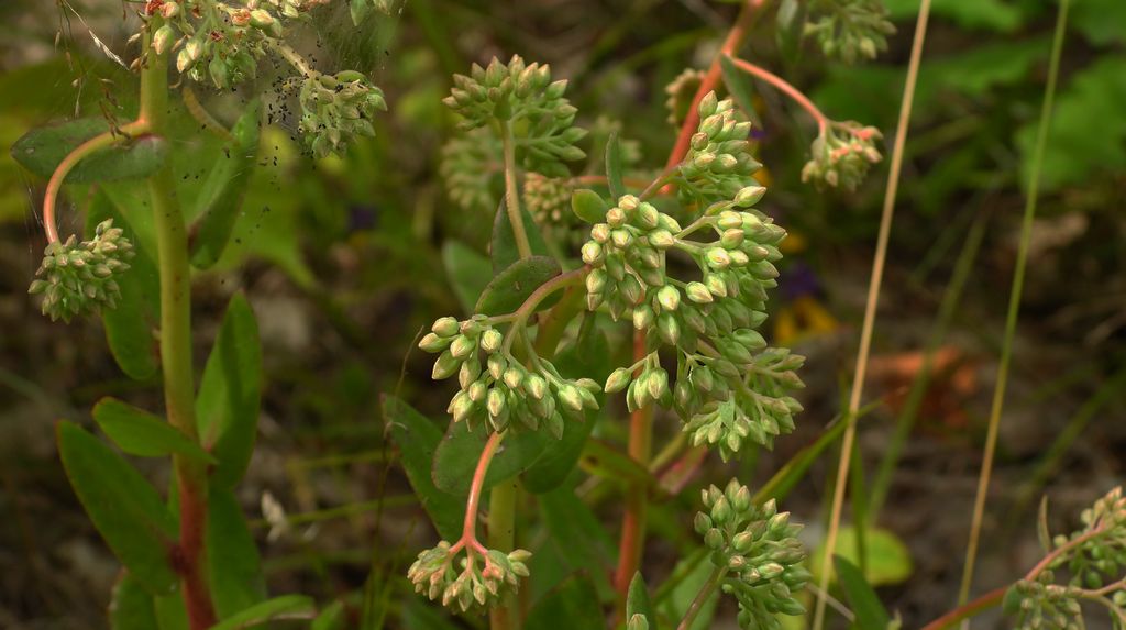 Rozchodnik wielki (Hylotelephium maximum)