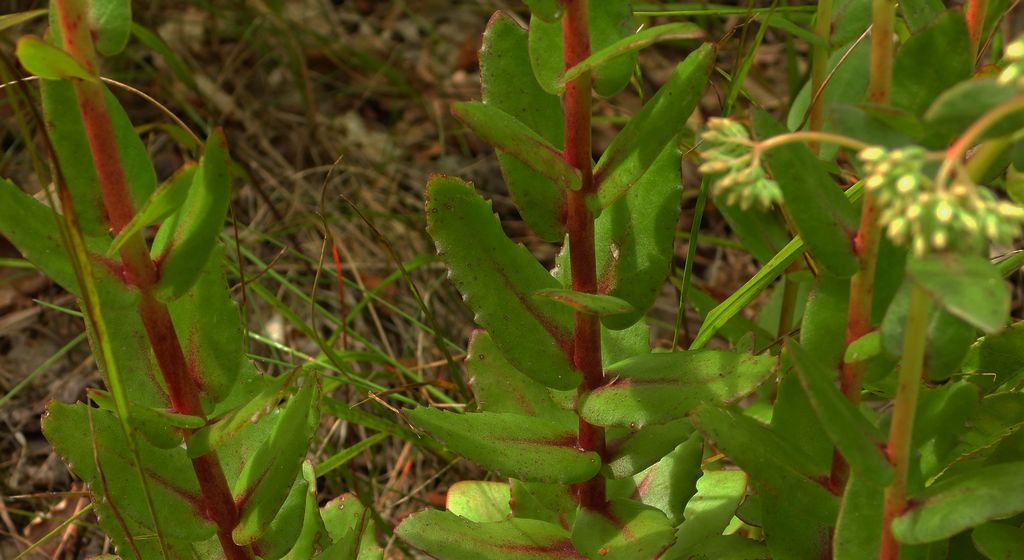 Rozchodnik wielki (Hylotelephium maximum)