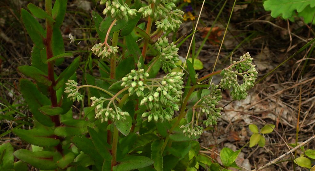 Rozchodnik wielki (Hylotelephium maximum)