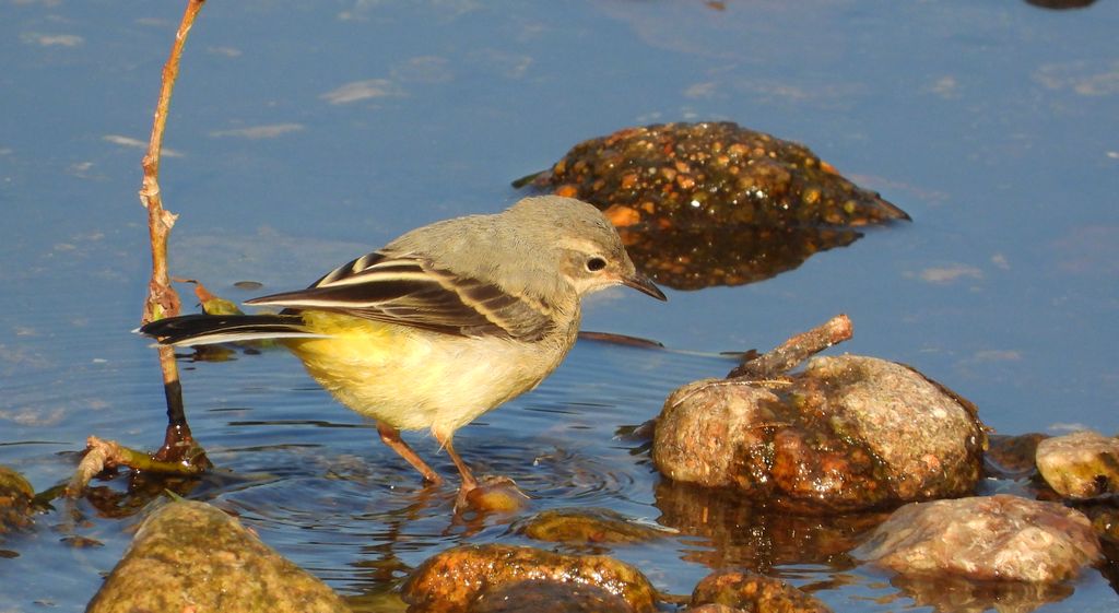 Pliszka górska (Motacilla cinerea)
