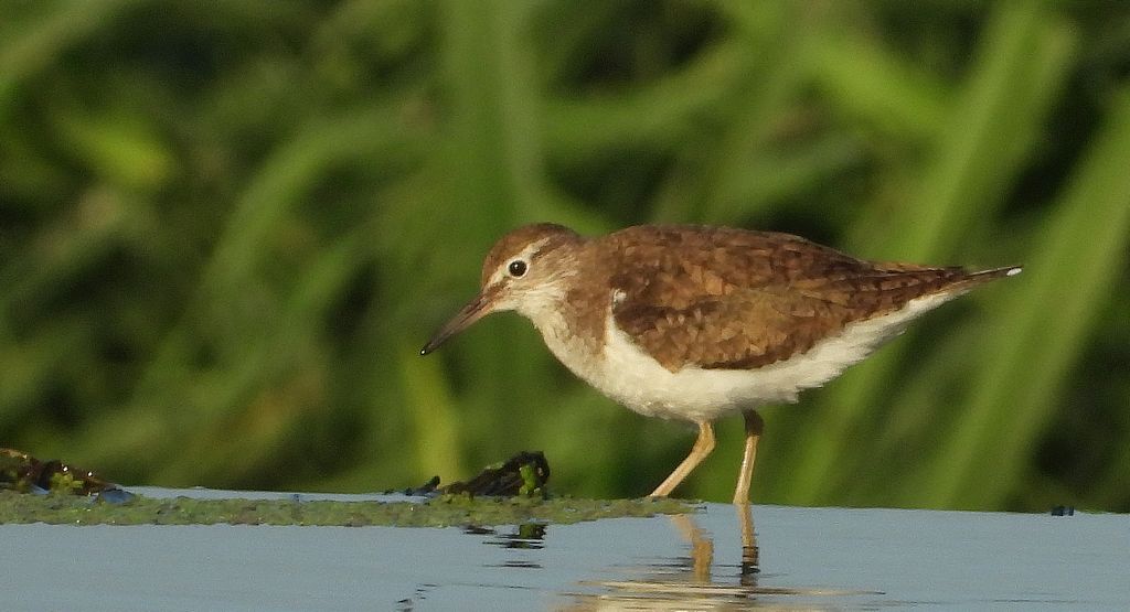 Brodziec piskliwy (Actitis hypoleucos)