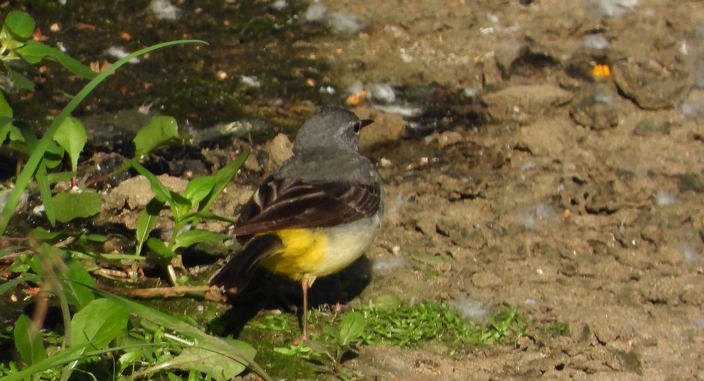 Pliszka górska (Motacilla cinerea)
