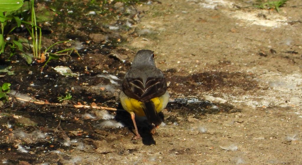 Pliszka górska (Motacilla cinerea)