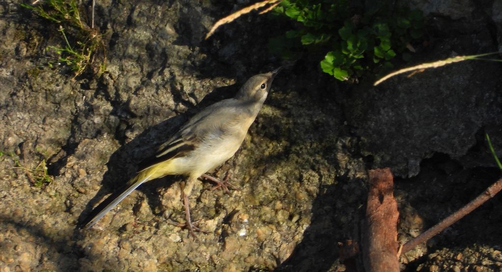 Pliszka górska (Motacilla cinerea)
