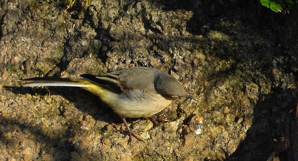 Pliszka górska (Motacilla cinerea)