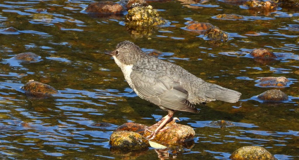 Pluszcz, pluszcz zwyczajny (Cinclus cinclus)