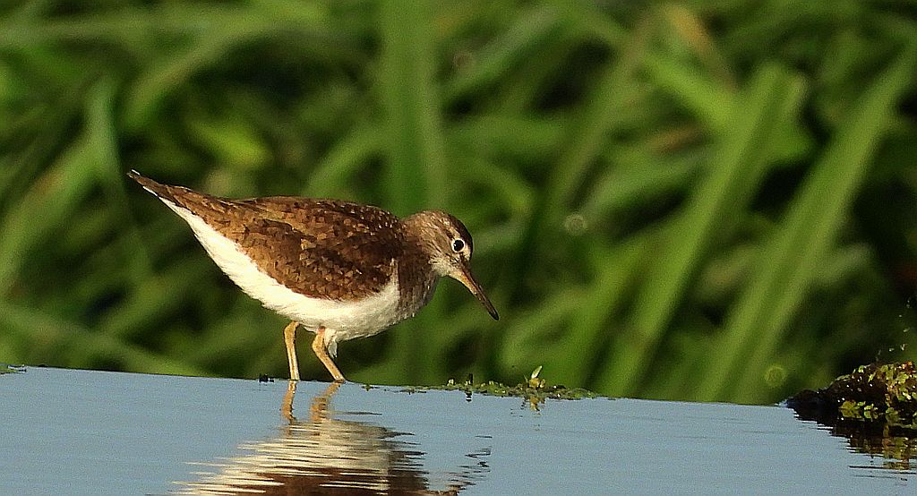 Brodziec piskliwy (Actitis hypoleucos)