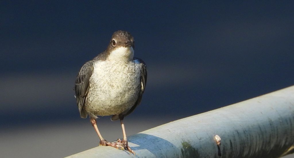 Pluszcz, pluszcz zwyczajny (Cinclus cinclus)