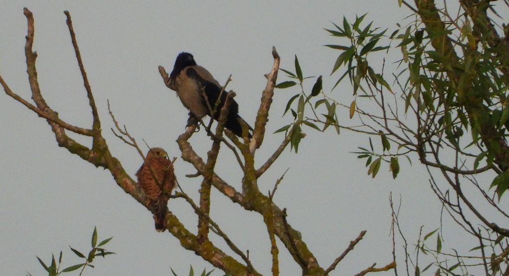 Pustułka, sokół pustułka (Falco tinnunculus) i wrona siwa, wrona (Corvus corone)