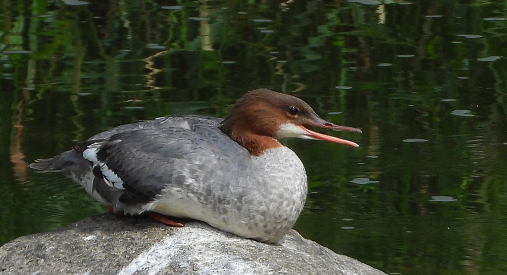 Nurogęś, tracz nurogęś (Mergus merganser)