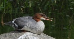 Nurogęś, tracz nurogęś (Mergus merganser)