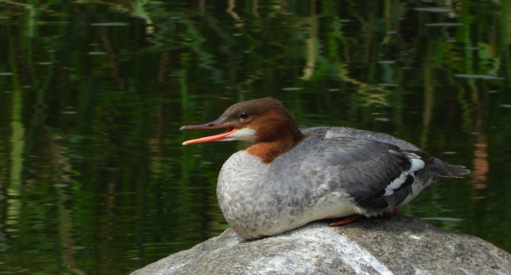 Nurogęś, tracz nurogęś (Mergus merganser)
