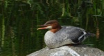 Nurogęś, tracz nurogęś (Mergus merganser)