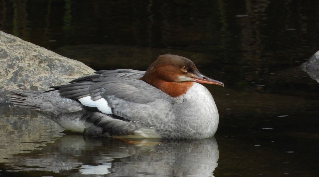Nurogęś, tracz nurogęś (Mergus merganser)