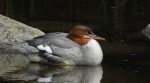 Nurogęś, tracz nurogęś (Mergus merganser)