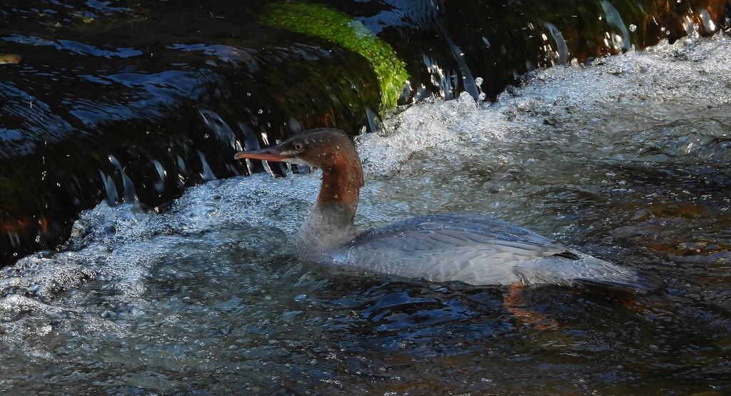 Nurogęś, tracz nurogęś (Mergus merganser)