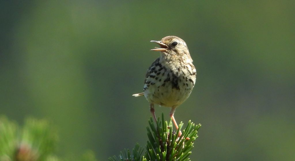 Świergotek łąkowy (Anthus pratensis)
