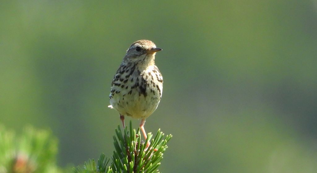 Świergotek łąkowy (Anthus pratensis)
